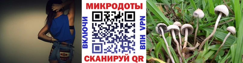 Псилоцибиновые грибы Psilocybe Николаевск-на-Амуре
